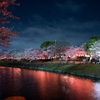 夜桜