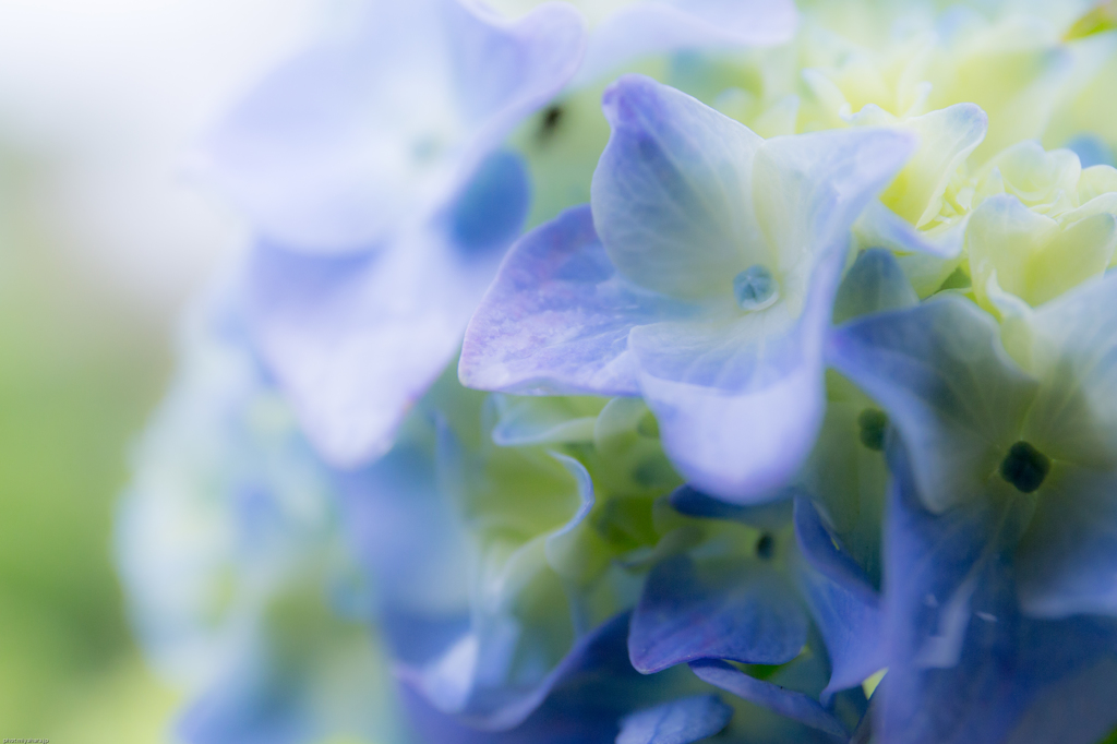 紫陽花