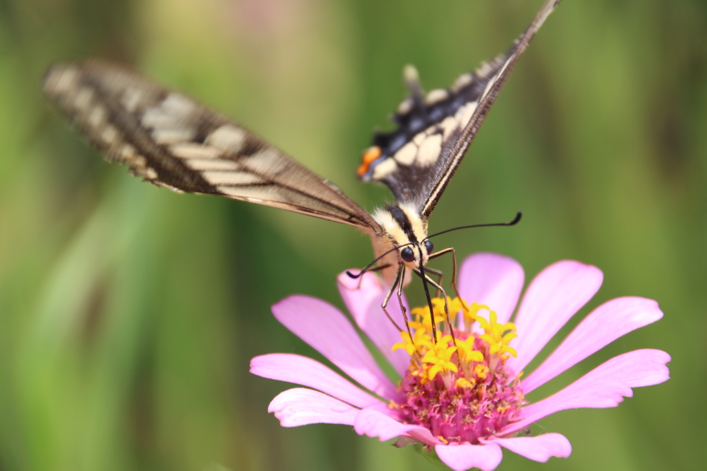 ちょう、吸っています