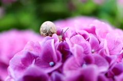 かたつむりと紫陽花