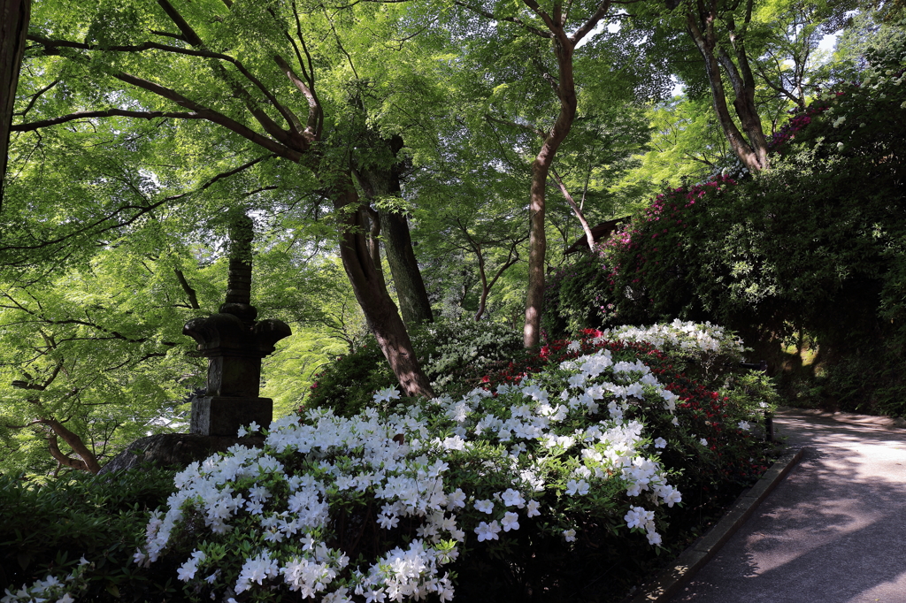 大興禅寺　契園