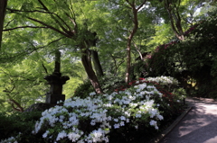 大興禅寺　契園