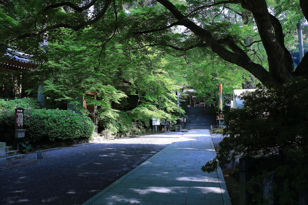 深緑の大興禅寺