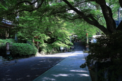 深緑の大興禅寺