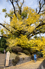 黄色い歩道