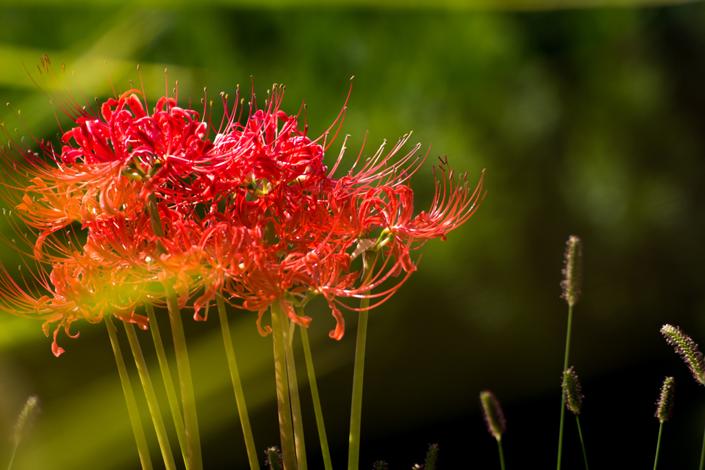 ヒガン花とエノコログサ