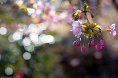 河津桜