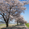 桜。どこまでも