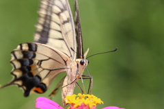 ちょ~吸ってます ちょ~吸ってます