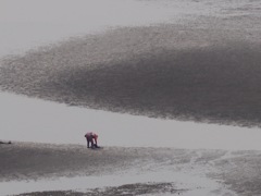 貝掘り