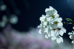 雨の夜桜