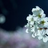 雨の夜桜