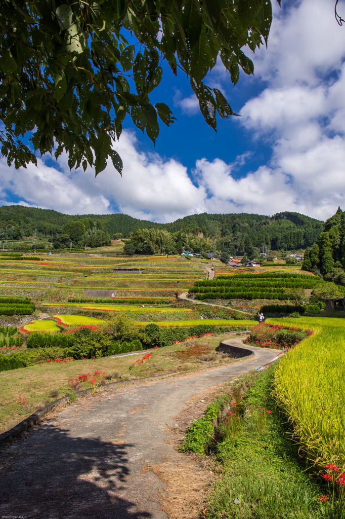 星野村　鹿里（ろくり）の棚田