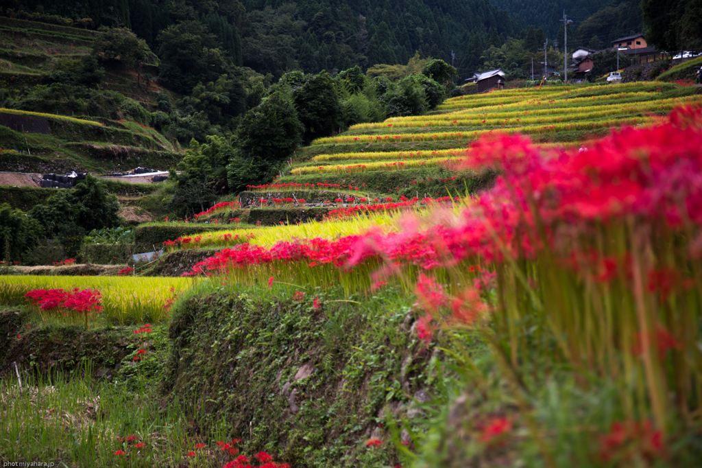 うきは市　棚田百選つづら棚田