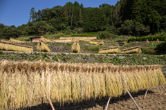 稲のはざ掛け