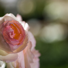 夜の薔薇