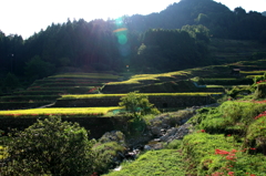 つづら棚田