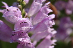 花の名前がわかりません