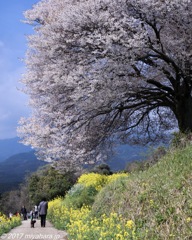 馬場の山桜