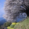 馬場の山桜