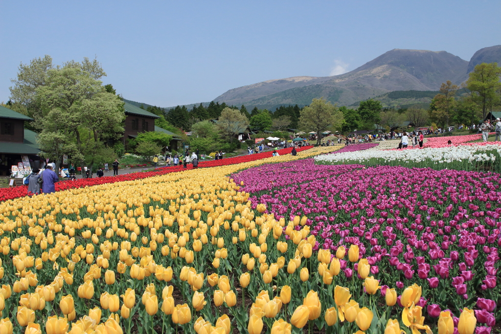 さいた～♫　さいた～♪