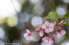 河津桜
