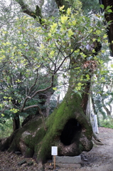 この木なんの木