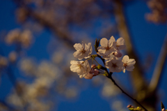 夕暮れの桜