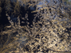 よると桜⑤