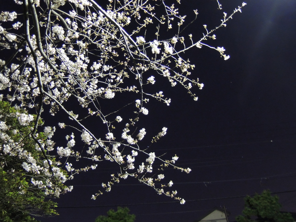 夜と桜