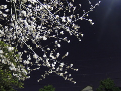夜と桜