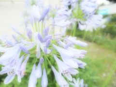 あおい