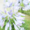 あおい