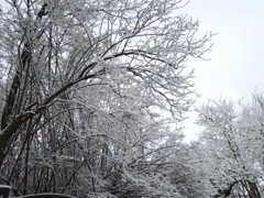 雪をかぶる