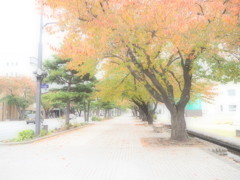 静かな道
