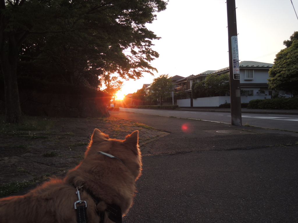 光を追いたい