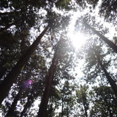 木漏れ日の中で