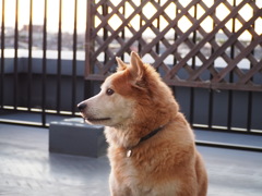 たまには凛々しく