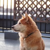 たまには凛々しく