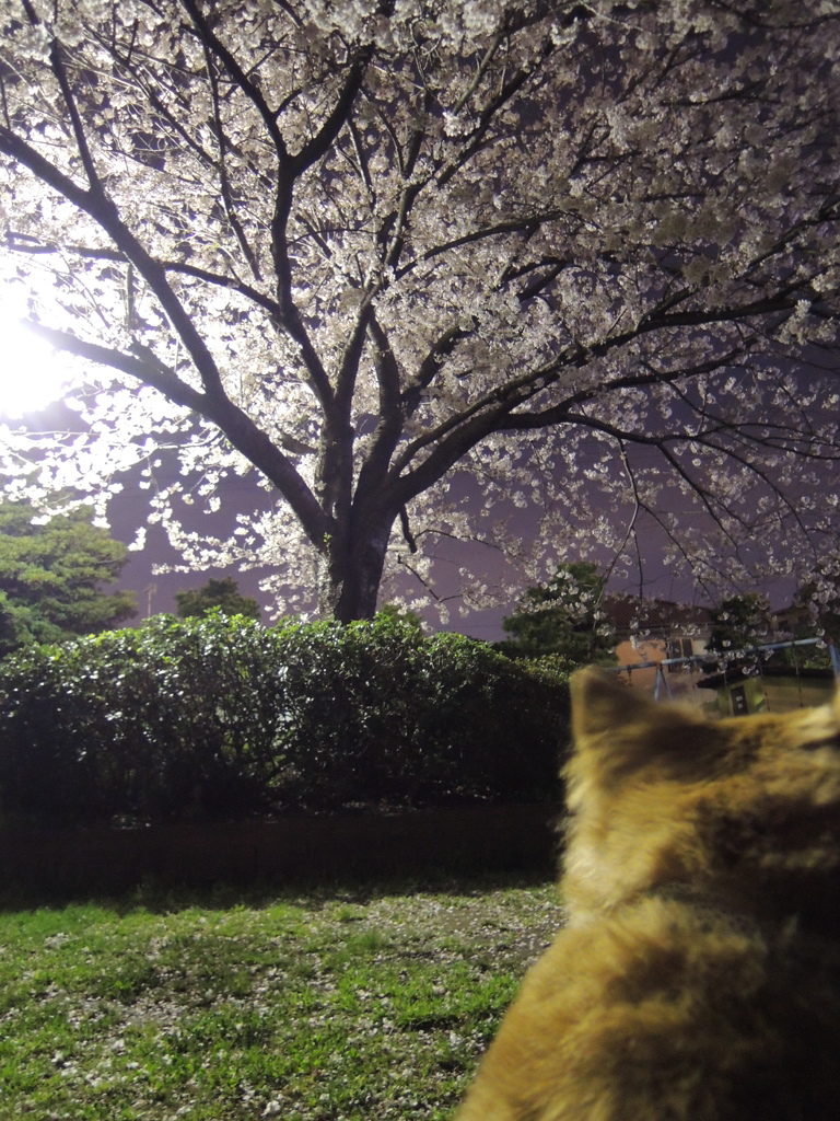 きれいだなあ