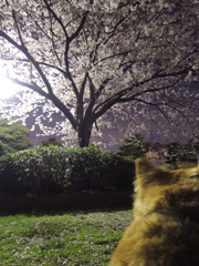 きれいだなあ