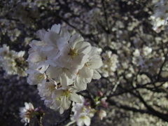 夜と桜③