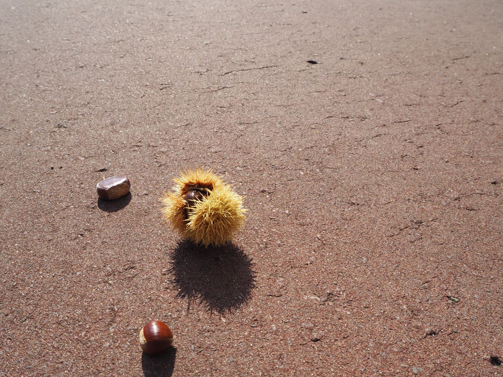 ころん、と