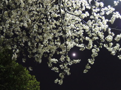 月と桜
