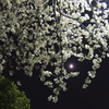 月と桜