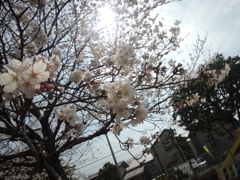 日の下の桜