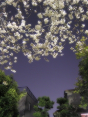 夜と桜②