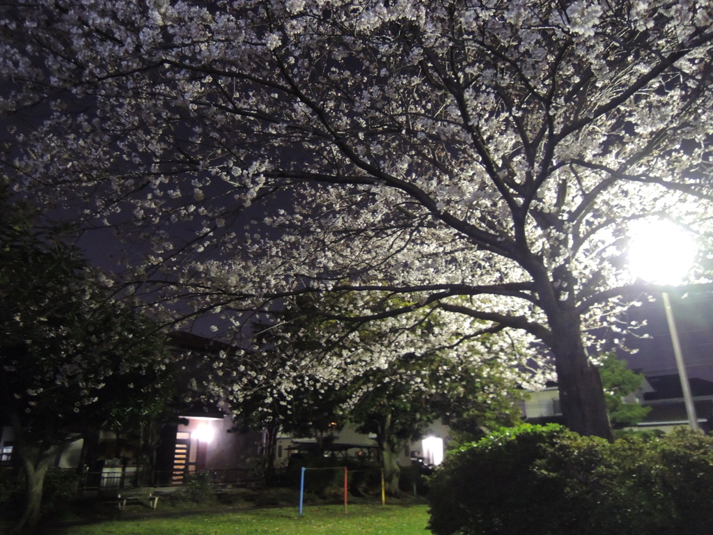よると桜④