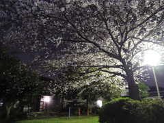よると桜④