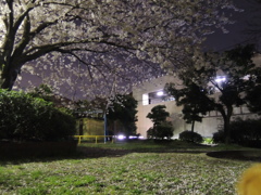 よると公園とさくら